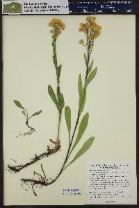 Solidago multiradiata image