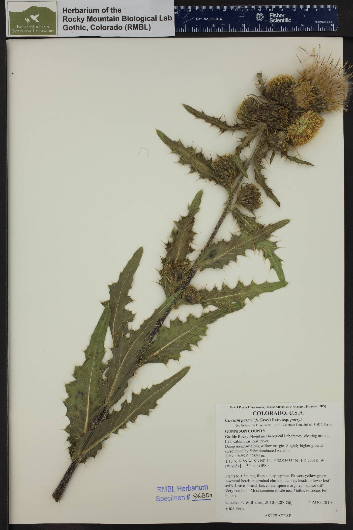 Cirsium parryi subsp. parryi image