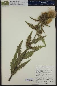 Cirsium parryi subsp. parryi image