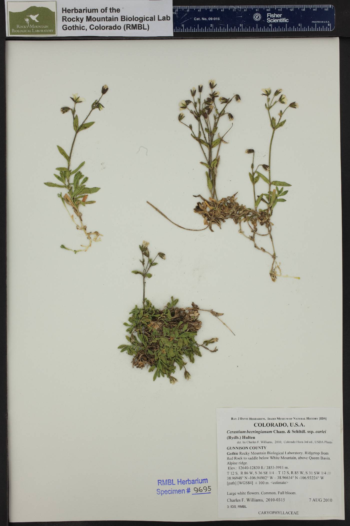 Cerastium beeringianum subsp. earlei image