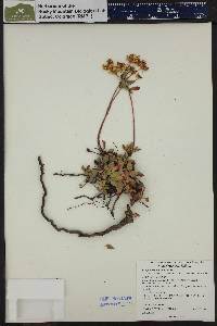 Eriogonum umbellatum var. aureum image