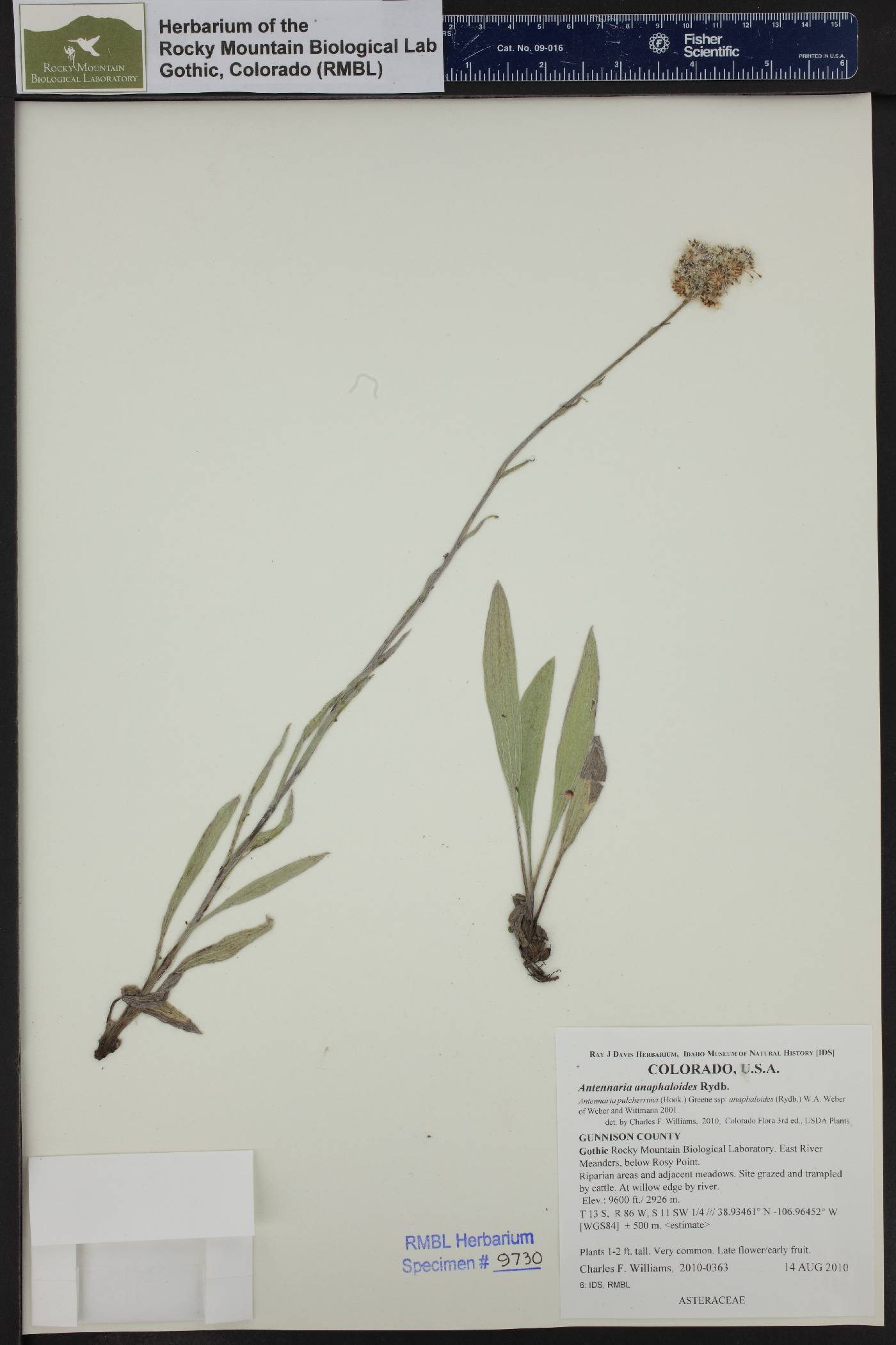 Antennaria anaphaloides image