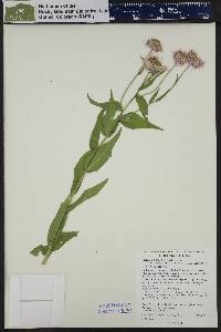 Erigeron elatior image