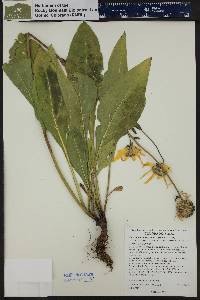 Helianthella quinquenervis image