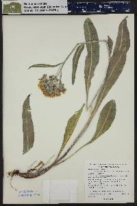 Senecio atratus image