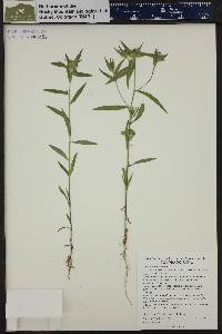 Collomia linearis image