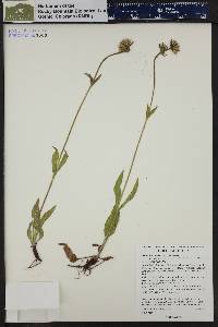 Arnica parryi subsp. parryi image