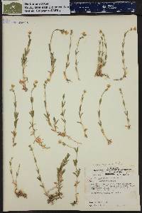 Cerastium arvense subsp. strictum image