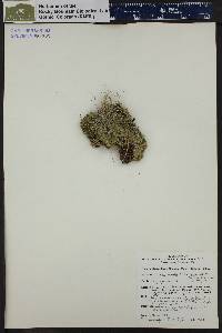 Silene acaulis var. subacaulescens image