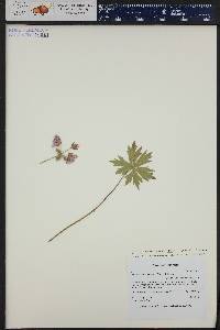 Geranium viscosissimum image