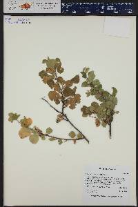 Amelanchier utahensis image