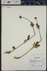 Valeriana acutiloba image