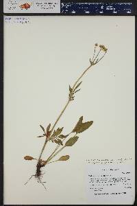 Valeriana acutiloba var. acutiloba image