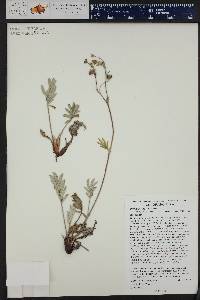 Potentilla hippiana image