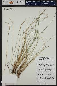 Festuca thurberi image