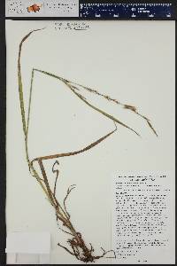 Bromus carinatus image