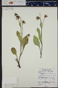 Senecio amplectens image