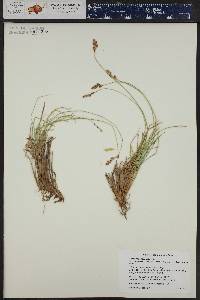 Carex phaeocephala image