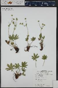 Potentilla diversifolia image