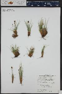 Carex hepburnii image