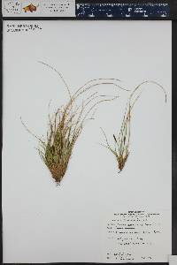 Carex micropoda image