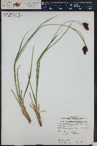 Carex chalciolepis image