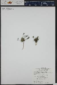 Draba fladnizensis image