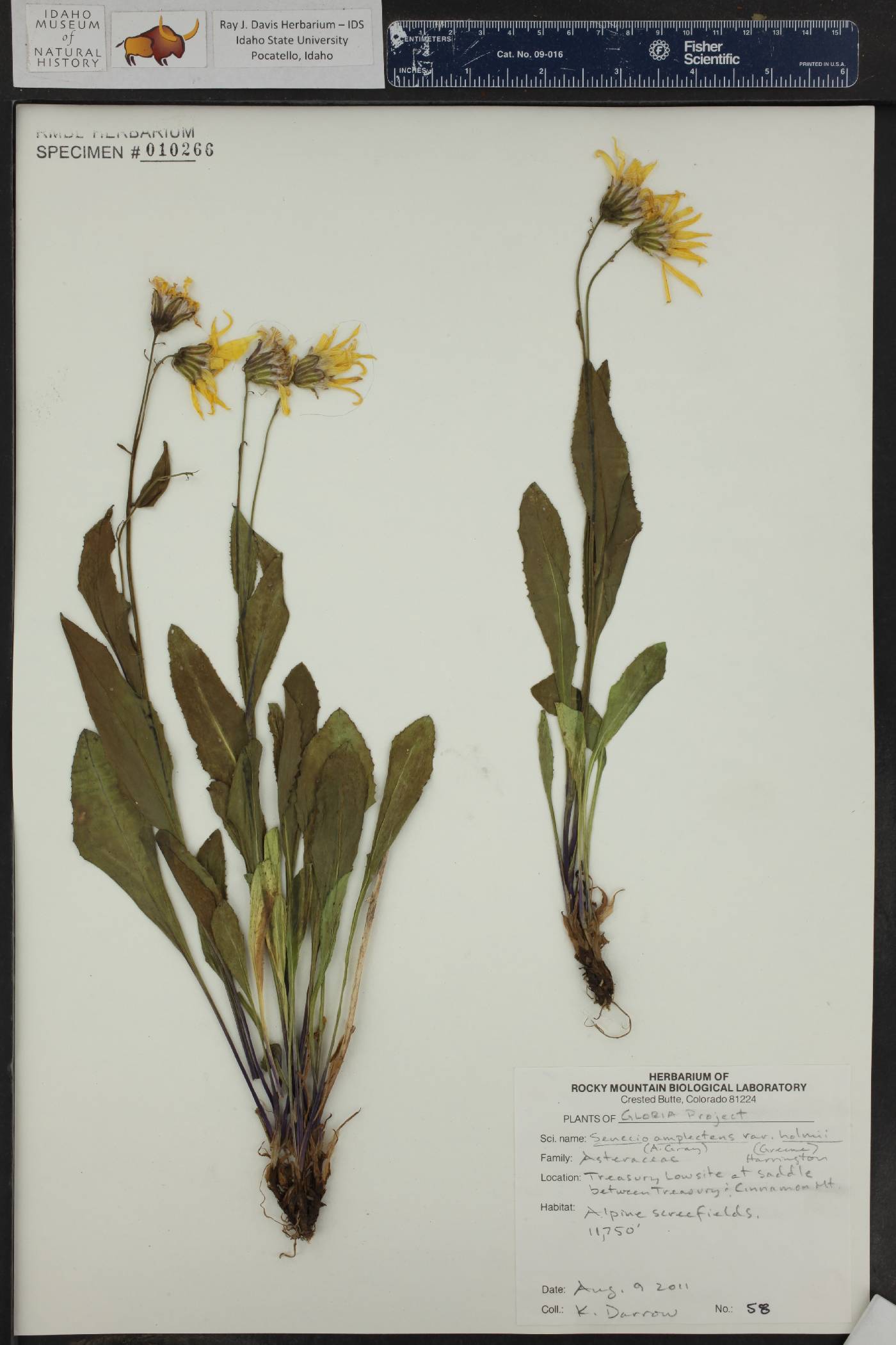 Senecio amplectens image