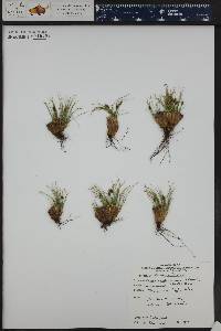 Carex hepburnii image