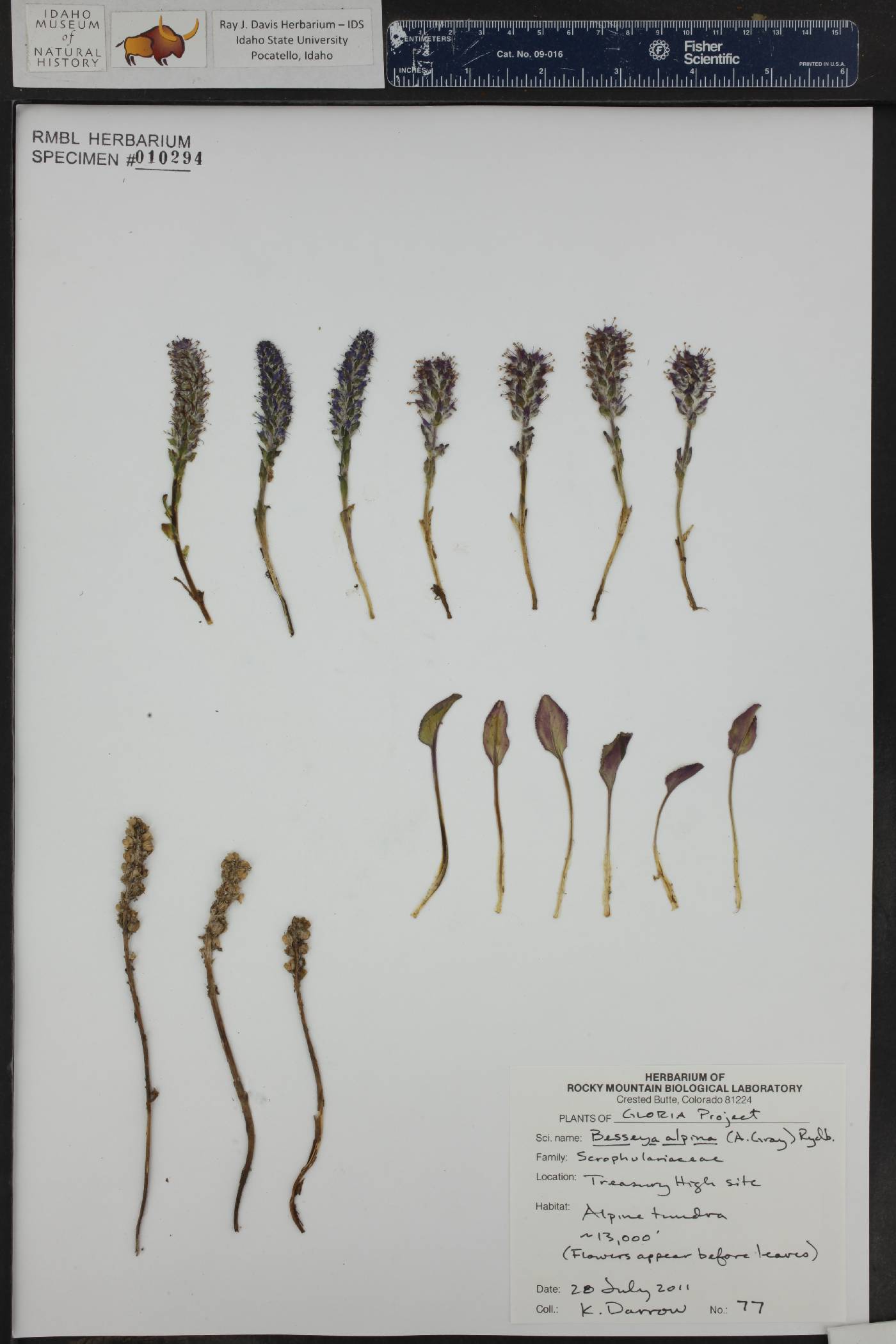 Besseya alpina image