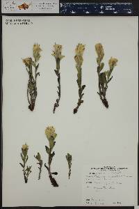 Castilleja occidentalis image