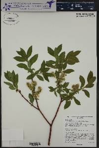 Salix lutea image