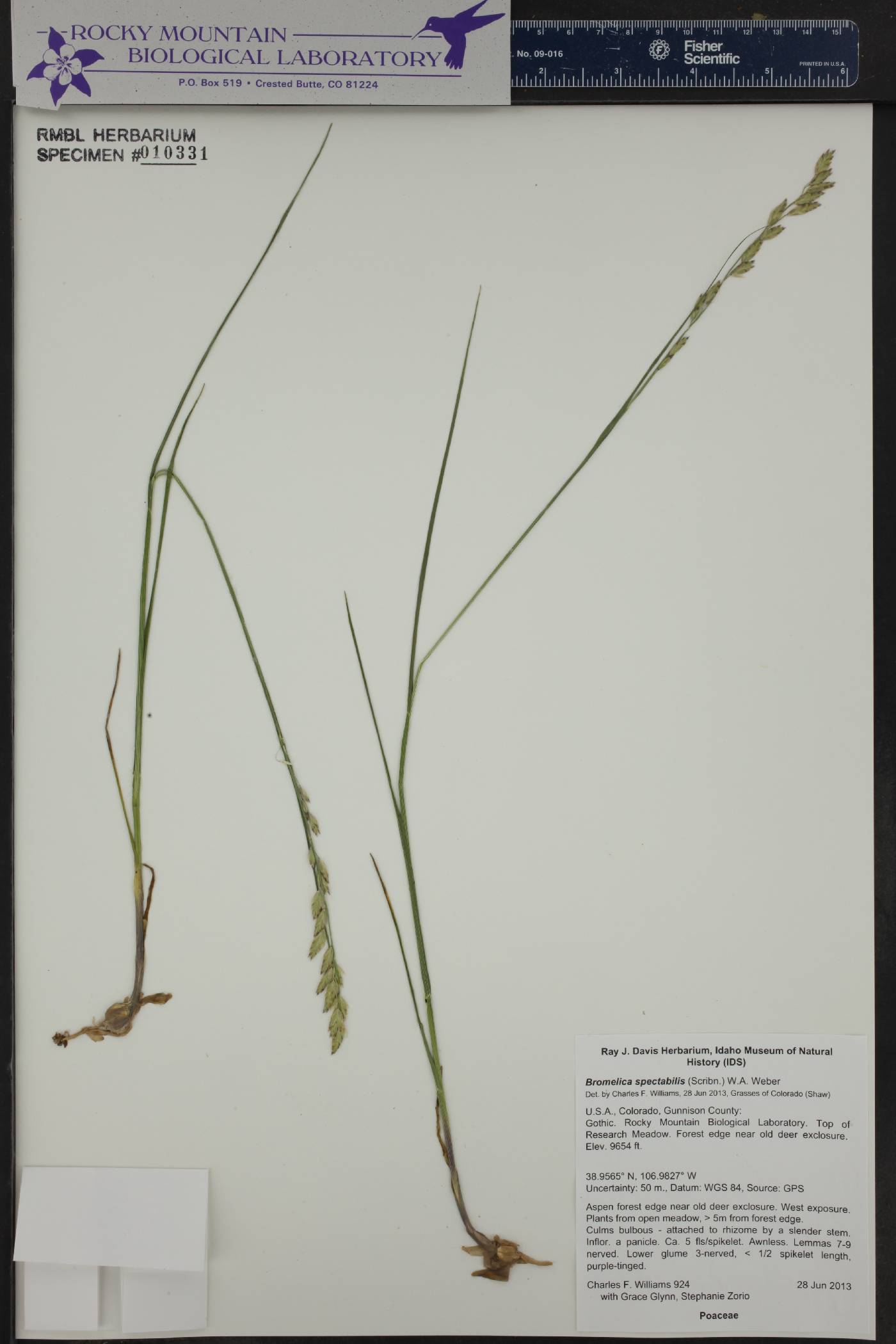 Bromelica image