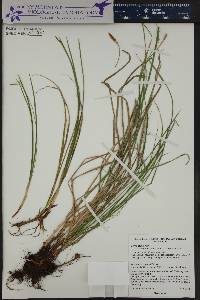 Carex geyeri image