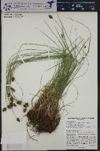 Carex hoodii image