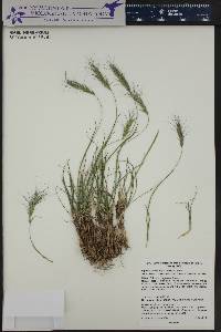 Elymus scribneri image