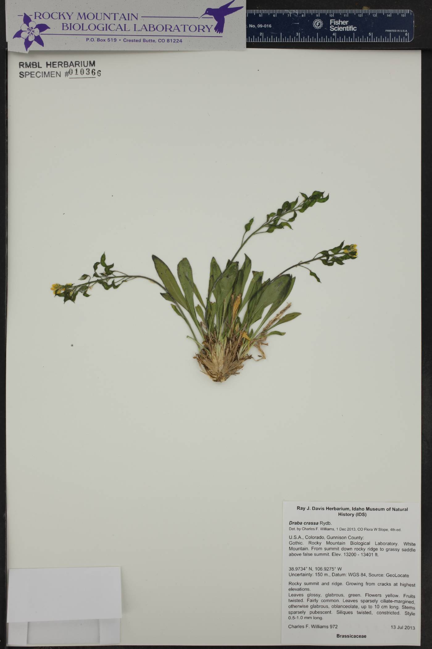 Draba crassa image