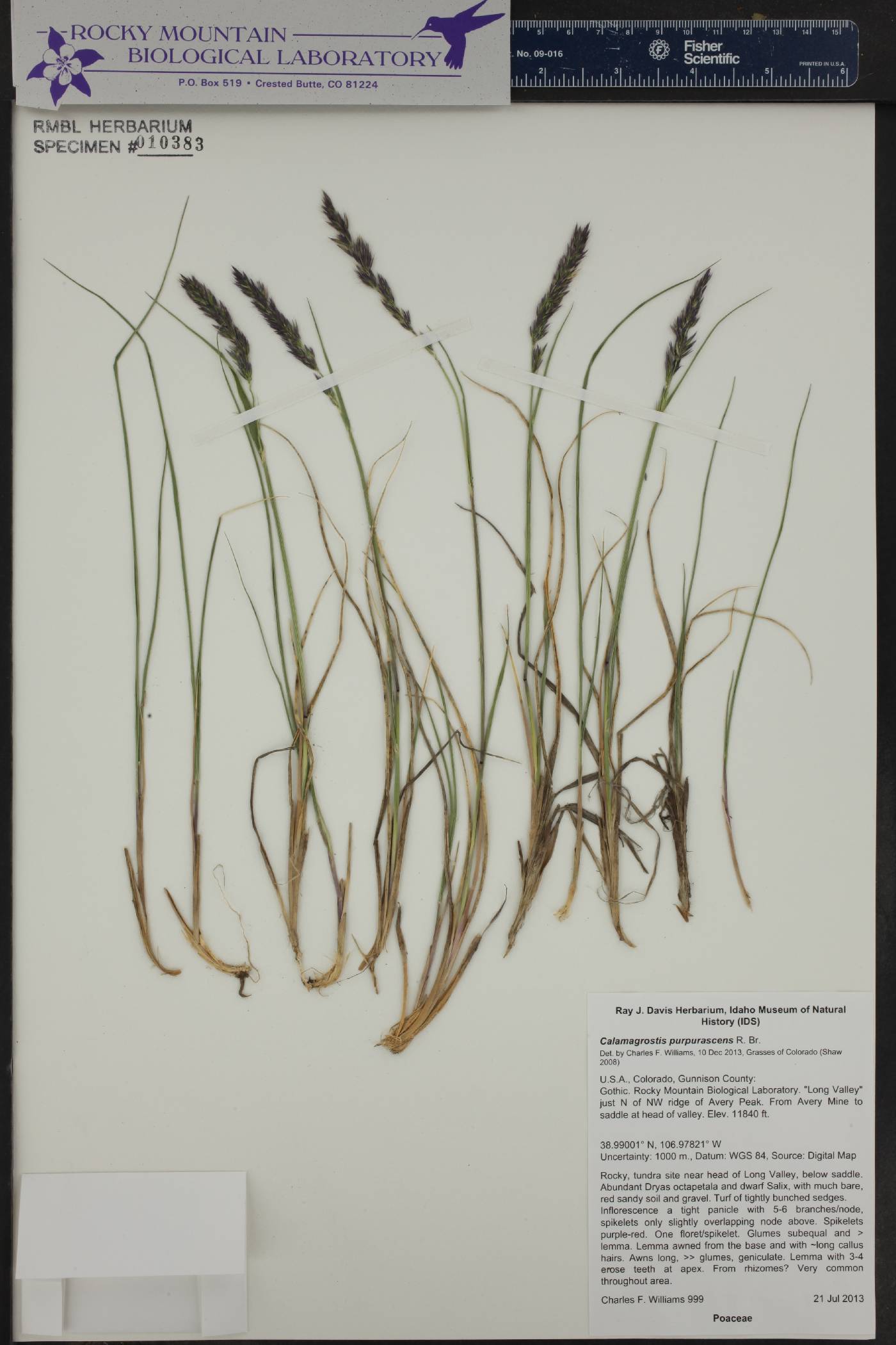Calamagrostis purpurascens image