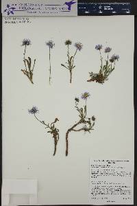 Erigeron leiomerus image