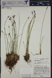 Juncus confusus image