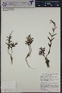 Epilobium lactiflorum image