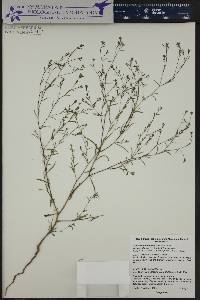 Gayophytum diffusum subsp. parviflorum image