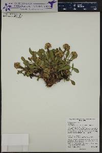 Solidago simplex var. simplex image