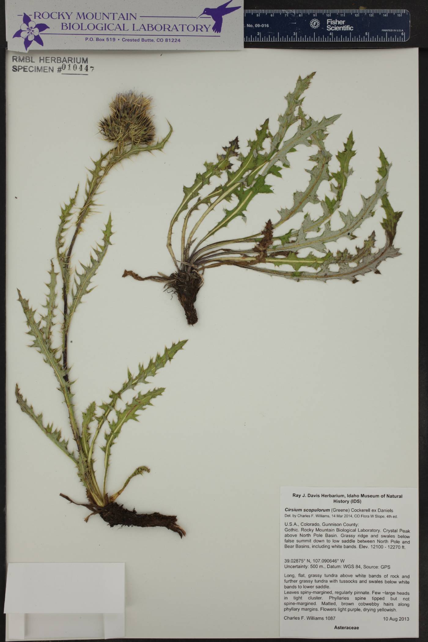 Cirsium clavatum image