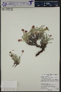 Eriogonum coloradense image