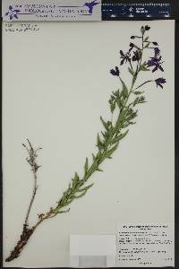 Chamerion latifolium image