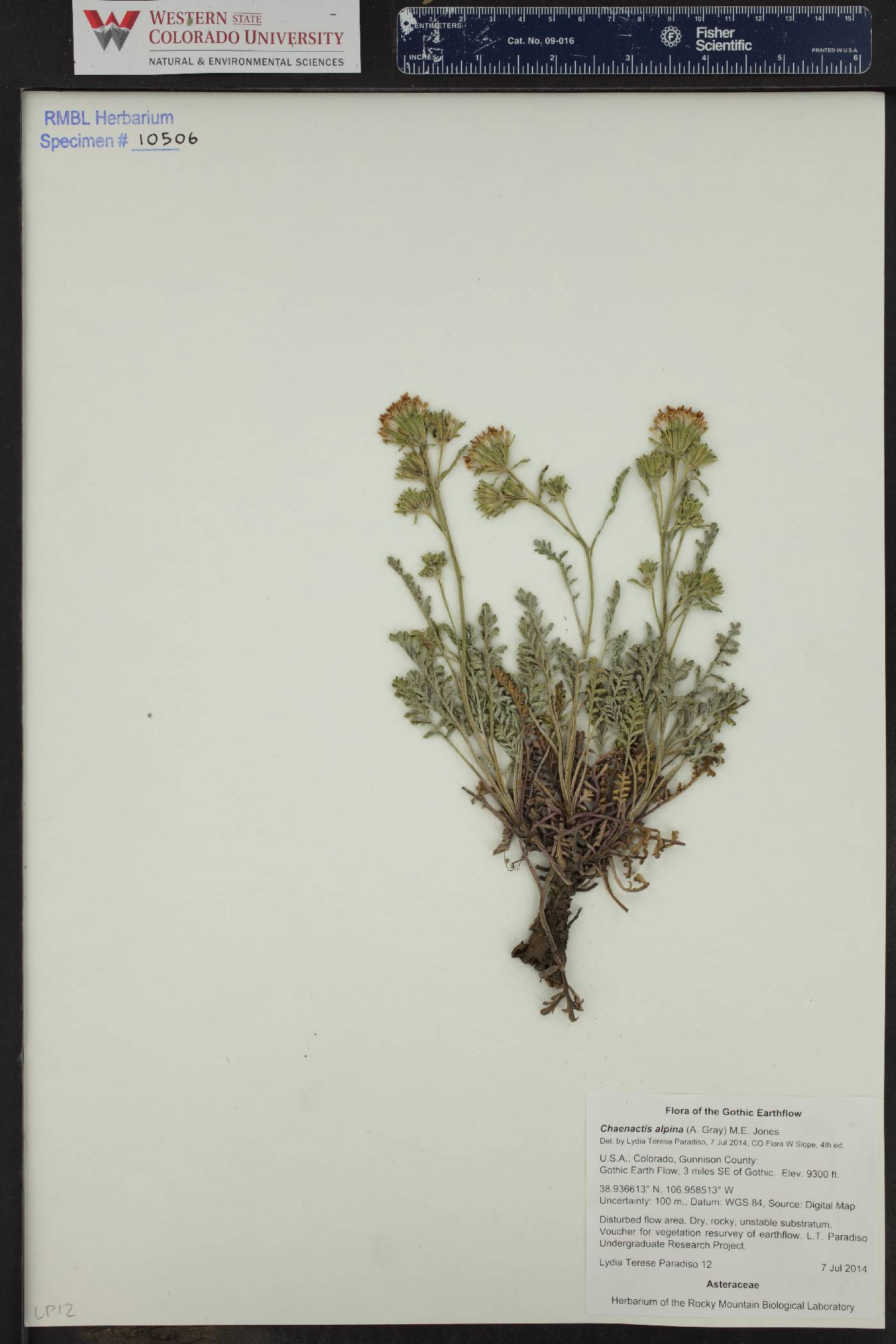 Chaenactis douglasii var. alpina image