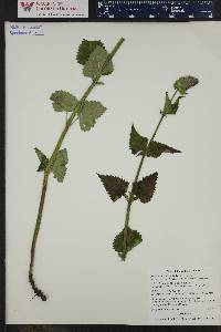 Agastache urticifolia image