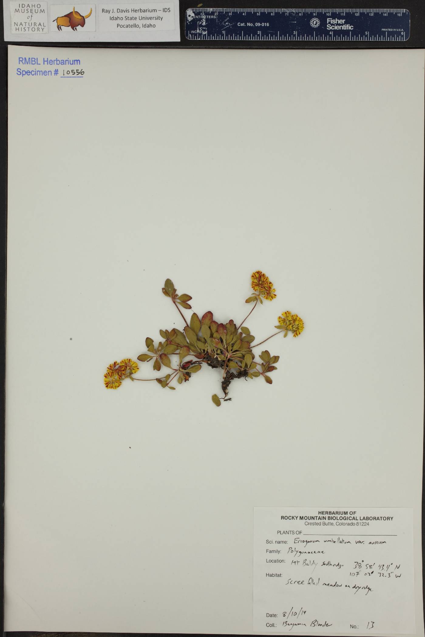 Eriogonum corymbosum var. aureum image