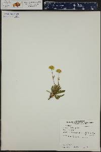 Ivesia gordonii image